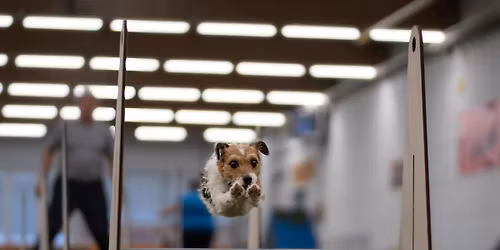 1. Fast&Barky Indoor Flyball Race