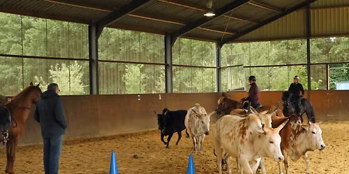 Kurs Gew\u00f6hnung an Rinder AUSGEBUCHT!!