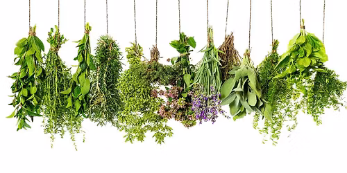 Herbs & Their Care
