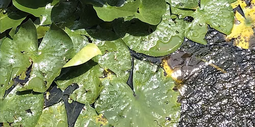 Acqua, vita e sopravvivenza nel mondo vegetale