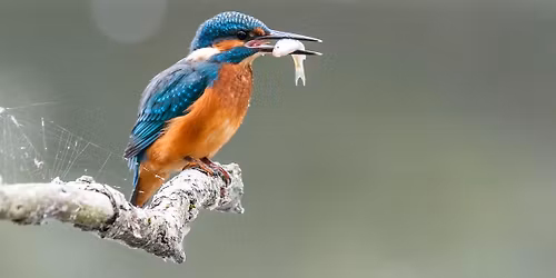 A la rencontre des oiseaux du parc de la citadelle
