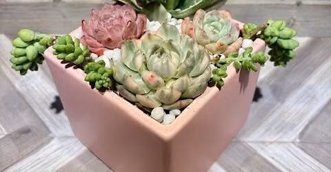 Succulent Arrangement Workshop @ Perinos
