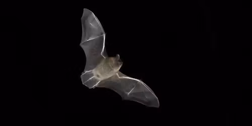International bat night