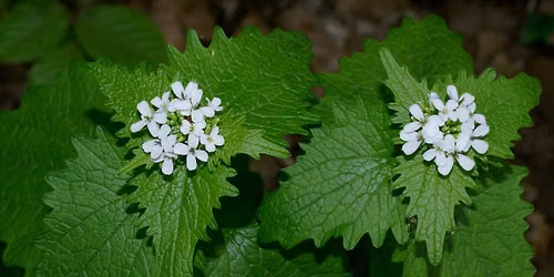 Forest Foraging