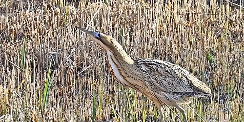 Celebrating 50 Years of Strumpshaw Fen - a talk by Drew Lyness