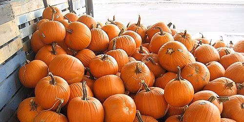 PYO PUMPKINS