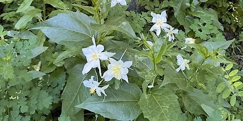 Wildflower Walk on the 910 Ranch