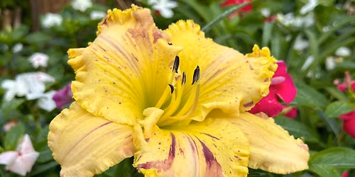\u201cDaylily Showcase.\u201d 2026 Daylily Show and Plant Sale. Saturday, June 20 at Cartersville Civic Center