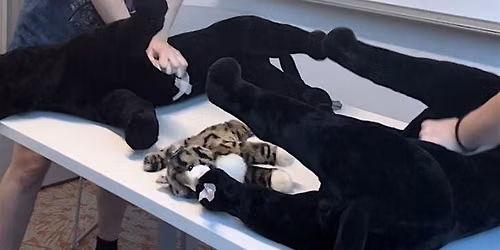 Hands -  On Pet First Aid & CPCR