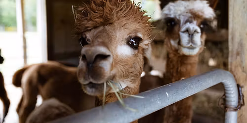 Hooves and Heels: Family Farm Day