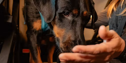 Dog Treadmill Sessions @ Ope