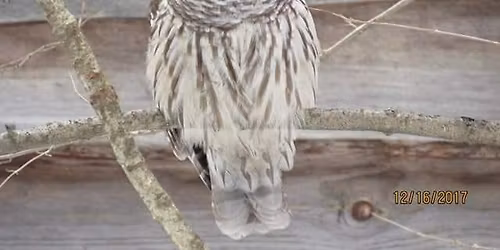 La Stella's Owl Meet and Greet