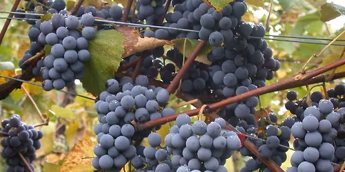 Beaujolais-vinsmaking p\u00e5 Caf\u00e9 Sammen