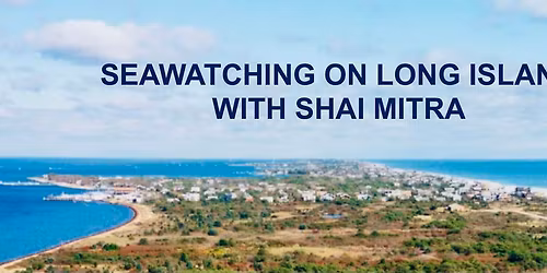 Seawatching on Long Island with Shai Mitra