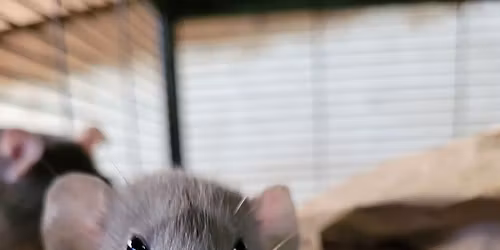 Intro to Happy Ratters