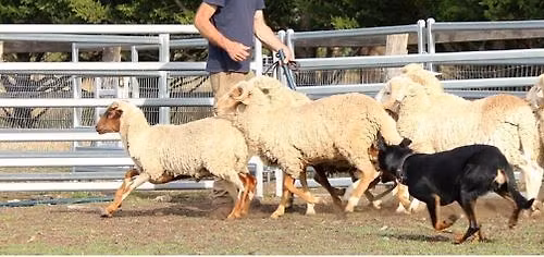 Herding Beginner's Day
