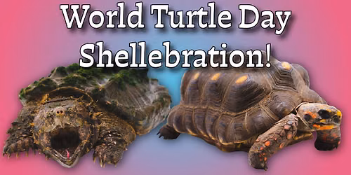 \ud83d\udc22 World Turtle Day Shellebration with J&R Aquatic Animal Rescue! \ud83d\udc22
