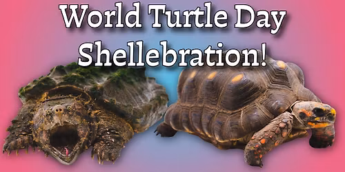\ud83d\udc22 World Turtle Day Shellebration with J&R Aquatic Animal Rescue! \ud83d\udc22