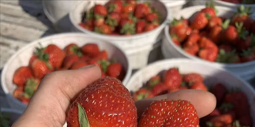 Strawberry Deck Planter
