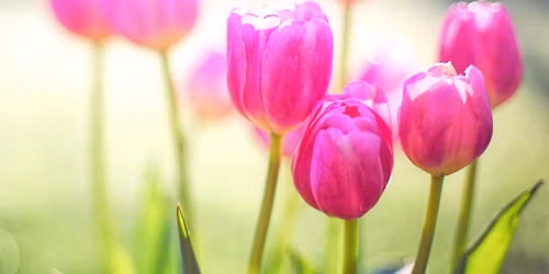 Music Springs Forth Chorus Concert