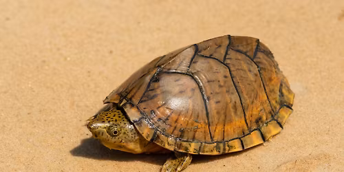 Wildlife Wonderings -- Razor-backed Musk Turtle