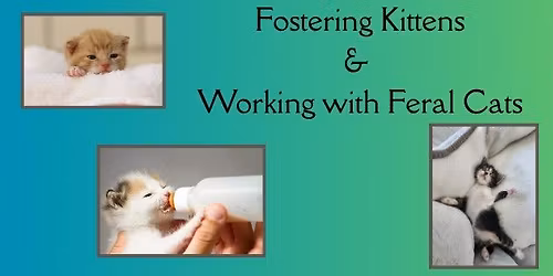 Fostering Kittens & Working with Feral Cats