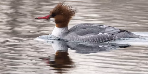 Birding the Front Range