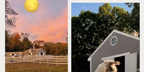 Sunset Yoga with Llamas Under the Full Moon: The Llama Lunar Flow