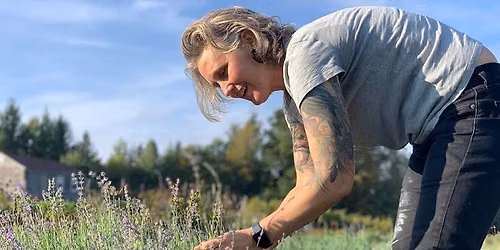 Garden Volunteering & Workshop – Lavender Harvesting FREE