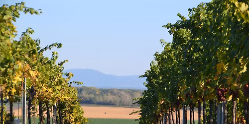 K & K Kellerfest in Jedenspeigen