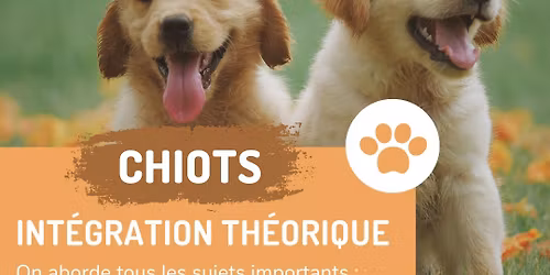 Cours collectif chiots : session th\u00e9orique d\u2019int\u00e9gration
