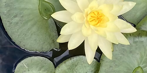 Meditation Circle & Community Gathering