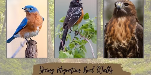 Spring Migration Bird Walk