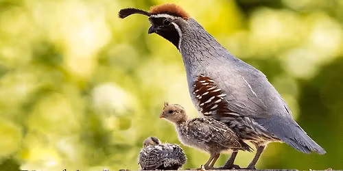 The Nature of Things: Critters in Your Backyard