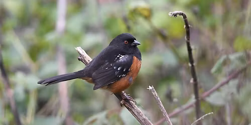 Queer Birders Club May:  Whatcom Falls Park