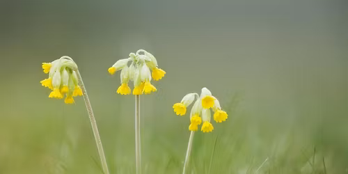 Seasonal stroll: spring wildflowers (Trumpington Meadows Nature Reserve)