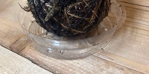 Kokedama DYI Drop In 