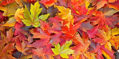 \ud83c\udf42 L2L Fall Happy Hour \ud83c\udf42