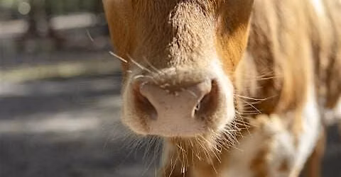 WaffleFamily Farm Experience | Mini Animals, Outdoor Games & Family Fun