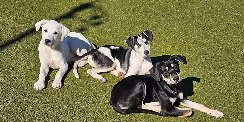 Dog & Puppy Meet + Greet