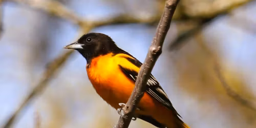 May Birding Walk in Toronto's High Park: World Migratory Bird Day