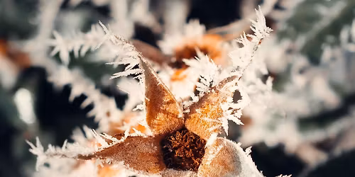 S. Bachs Juleoratorium Del I, II og III