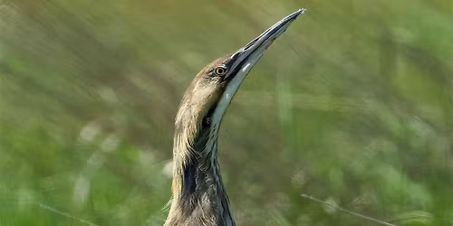 Birding Field Trip to Camas Prairie - Centennial Marsh WMA