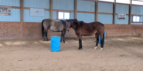 Beginner Horsemanship