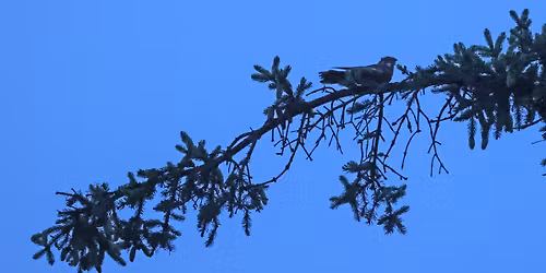 Natravnetur i \u00c5lb\u00e6k Klitplantage