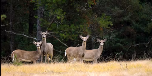 Living with Our Wild Neighbors