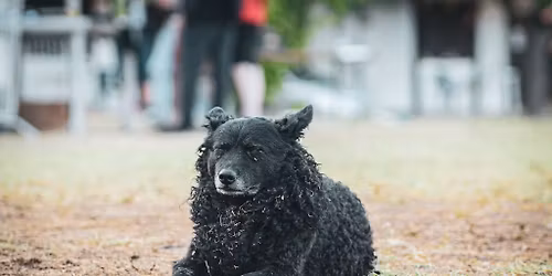 Mini Alp\u00e1rfeszt \/\/ Rakpart 62. \/\/ Szeged