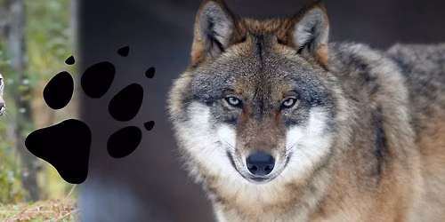Tracking Wolves and Bringing Back Lynx