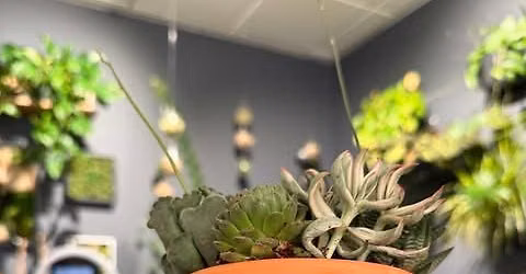 Succ n' Sip Workshop - June 13, 6pm