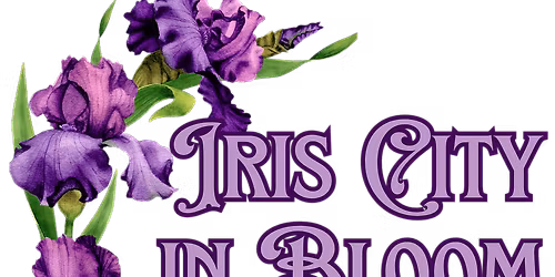 Iris City In Bloom